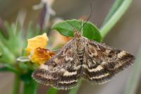 Pyrausta despicata