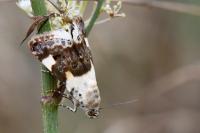 Acontia lucida