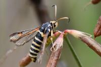 Bembecia ichneumoniformis