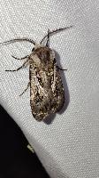 Agrotis vestigialis