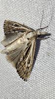 Pediasia fascelinella