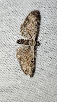 Eupithecia icterata