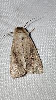 Mythimna ferrago