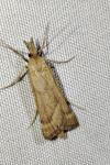 Synaphe punctalis