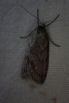 Pachycnemia hippocastanaria