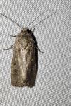 Spodoptera exigua