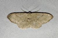Idaea straminata