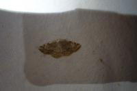 Stegania trimaculata