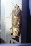 Agrotis ipsilon
