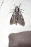 Hyloicus maurorum