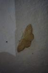 Idaea straminata