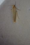 Manulea complana