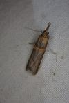 Etiella zinckenella