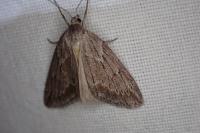 Pachycnemia hippocastanaria