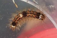 Wittia sororcula