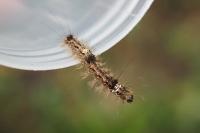Wittia sororcula