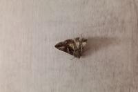 Autographa gamma