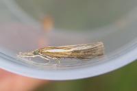Agriphila tristella