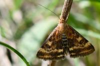 Pyrausta despicata