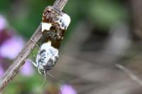 Acontia lucida