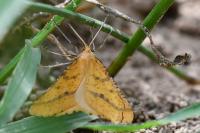 Aspitates ochrearia