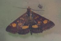 Pyrausta aurata
