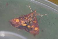 Pyrausta aurata