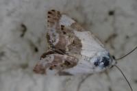 Acontia lucida