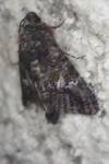 Aedia leucomelas