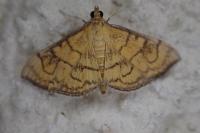 Anania verbascalis
