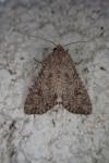 Anarta trifolii