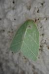 Bena bicolorana