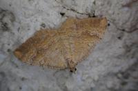 Camptogramma bilineata