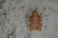 Carcina quercana