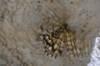 Chiasmia clathrata
