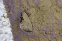 Cilix glaucata