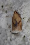 Clepsis consimilana