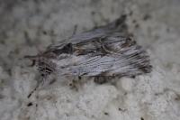 Calophasia platyptera