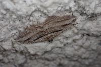Costaconvexa polygrammata