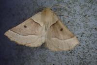 Crocallis elinguaria