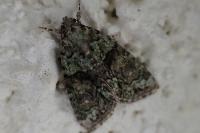 Cryphia algae