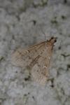 Dolicharthria punctalis