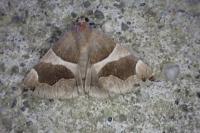 Dysgonia algira