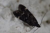 Dichomeris alacella
