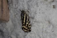 Emmelia trabealis