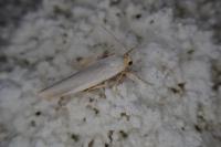 Eilema caniola