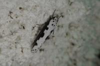 Ethmia bipunctella