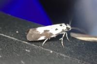 Ethmia quadrillella