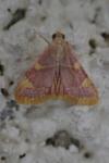 Hypsopygia costalis