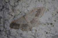 Idaea aversata